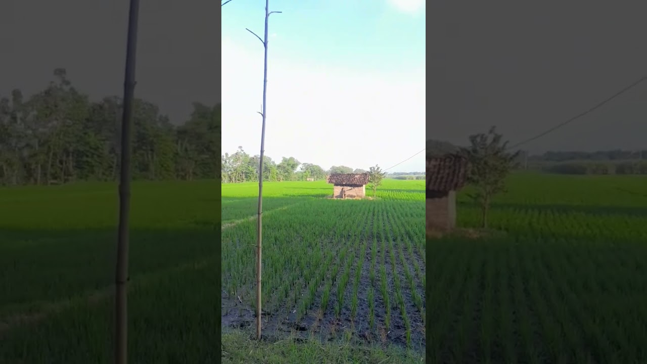 sawah baru tandur #vlog #fypyoutube #sawah #sawahpedesaan
