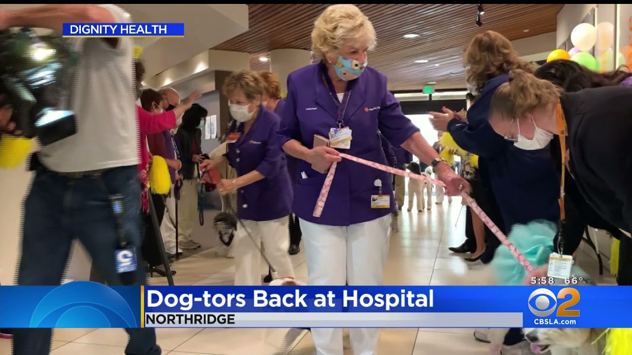 Northridge Hospital Dog-tors Return | CBS 2 News