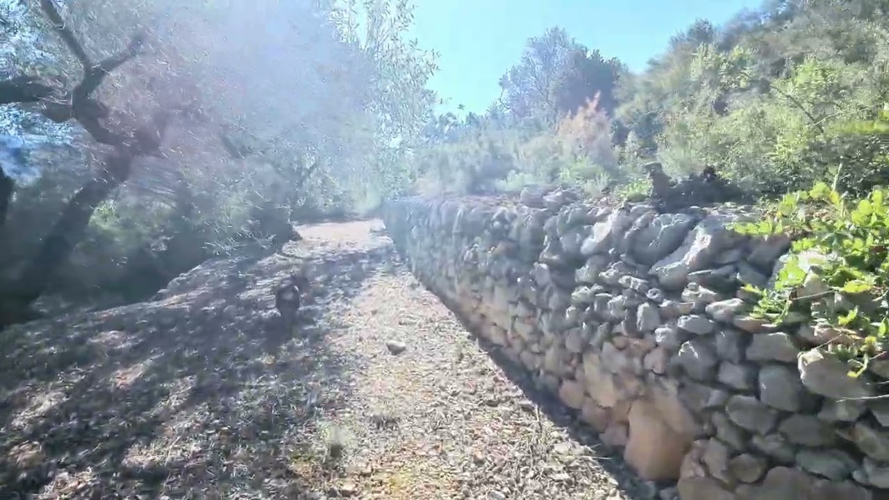 A walk to see the Almond Blossoms in Spain with my dog - Feb 2026