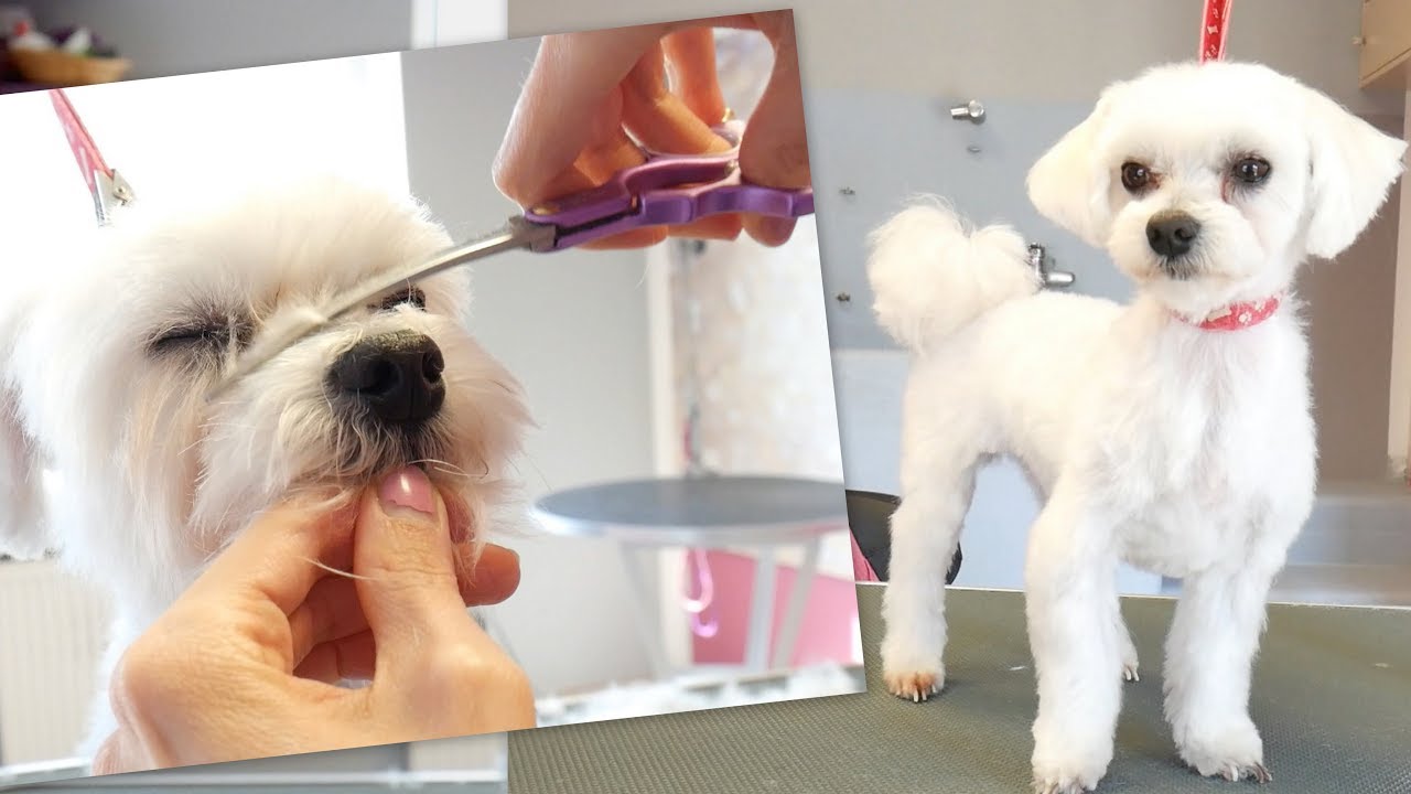 PetGroooming - Maltese Grooming