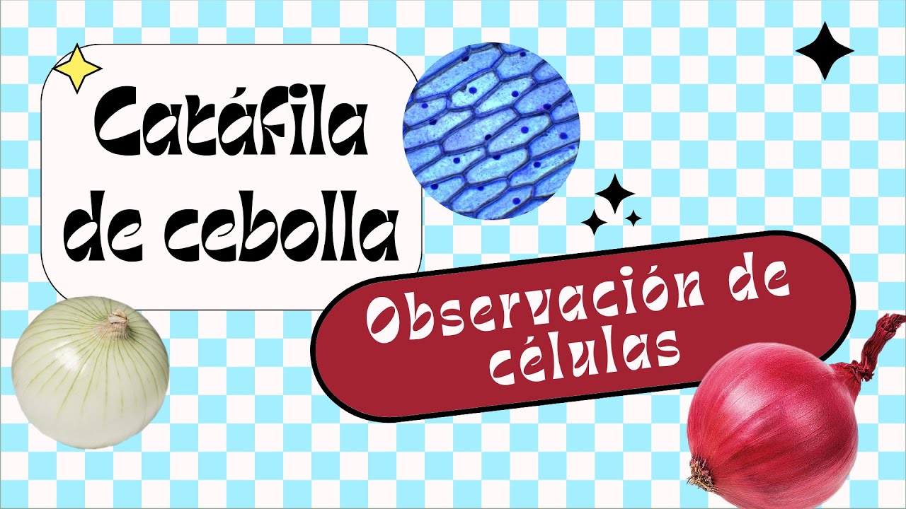 Práctica 