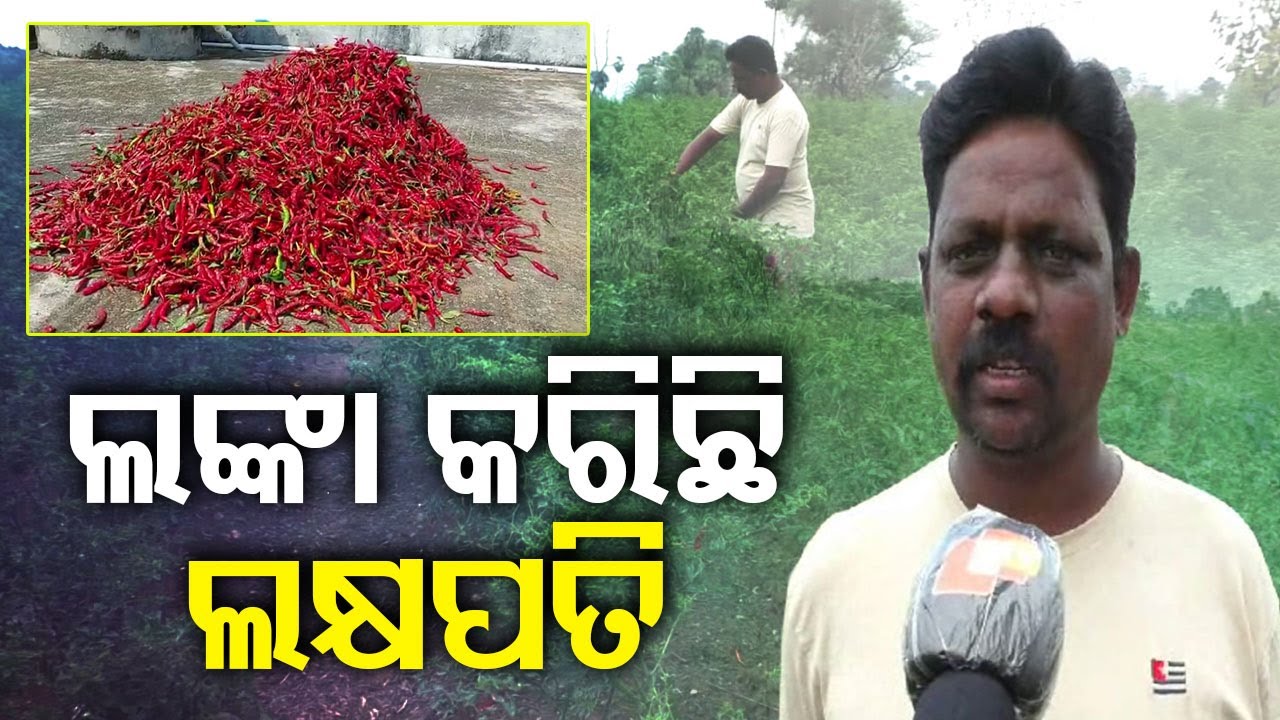 Andhra Pradesh based farmer in Rayagada cultivates chillies, earns in lakhs