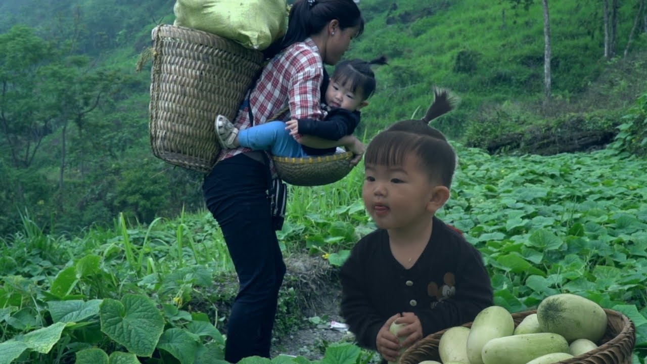 Pick giant cucumbers to sell, repair the farm destroyed by the wind