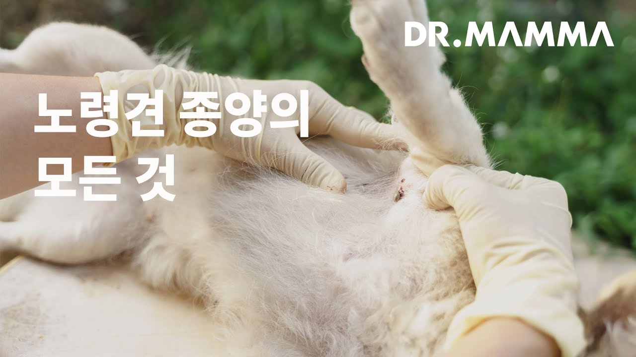 강아지 종양의 원인과 증상, 예방법 한번에 정리하기ㅣ닥터맘마 수의사팀