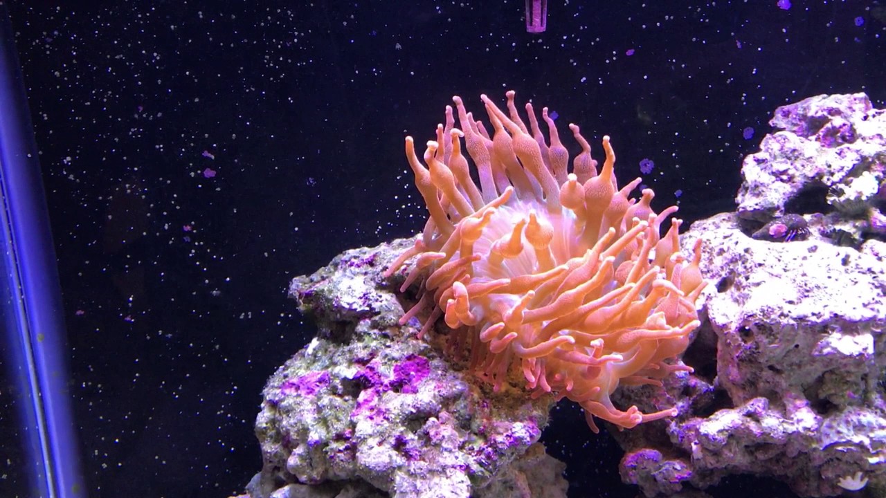 I thought my RBTA was dying!