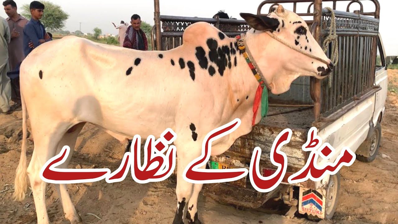 GujarKhan Mandi | Beautiful bulls