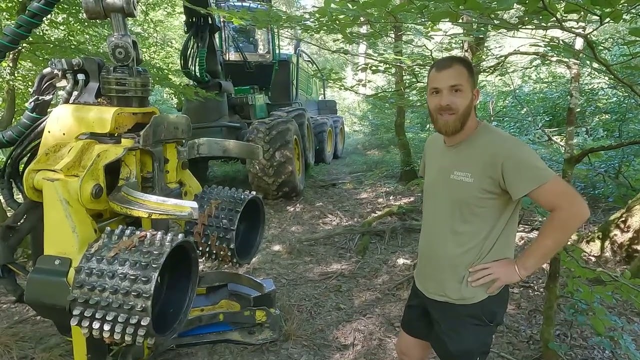 La futaie régulière de chêne