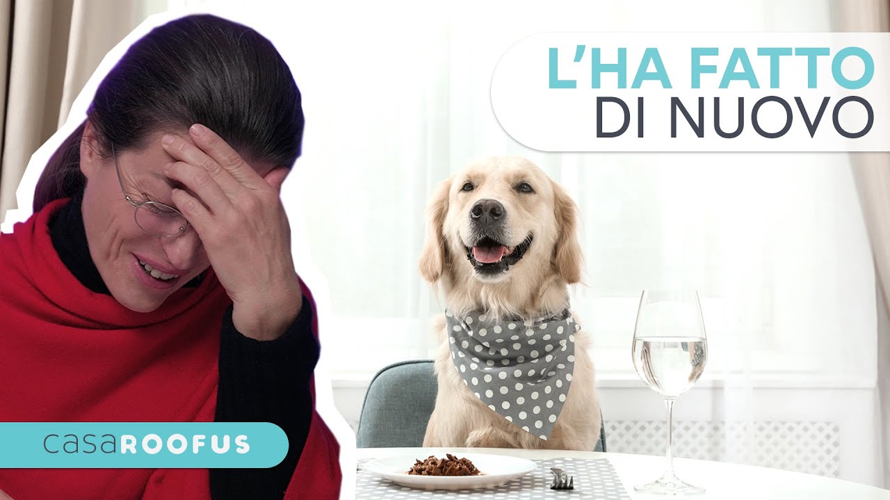 Come educare il cane a non disturbare a tavola - Istruzione Cinofila