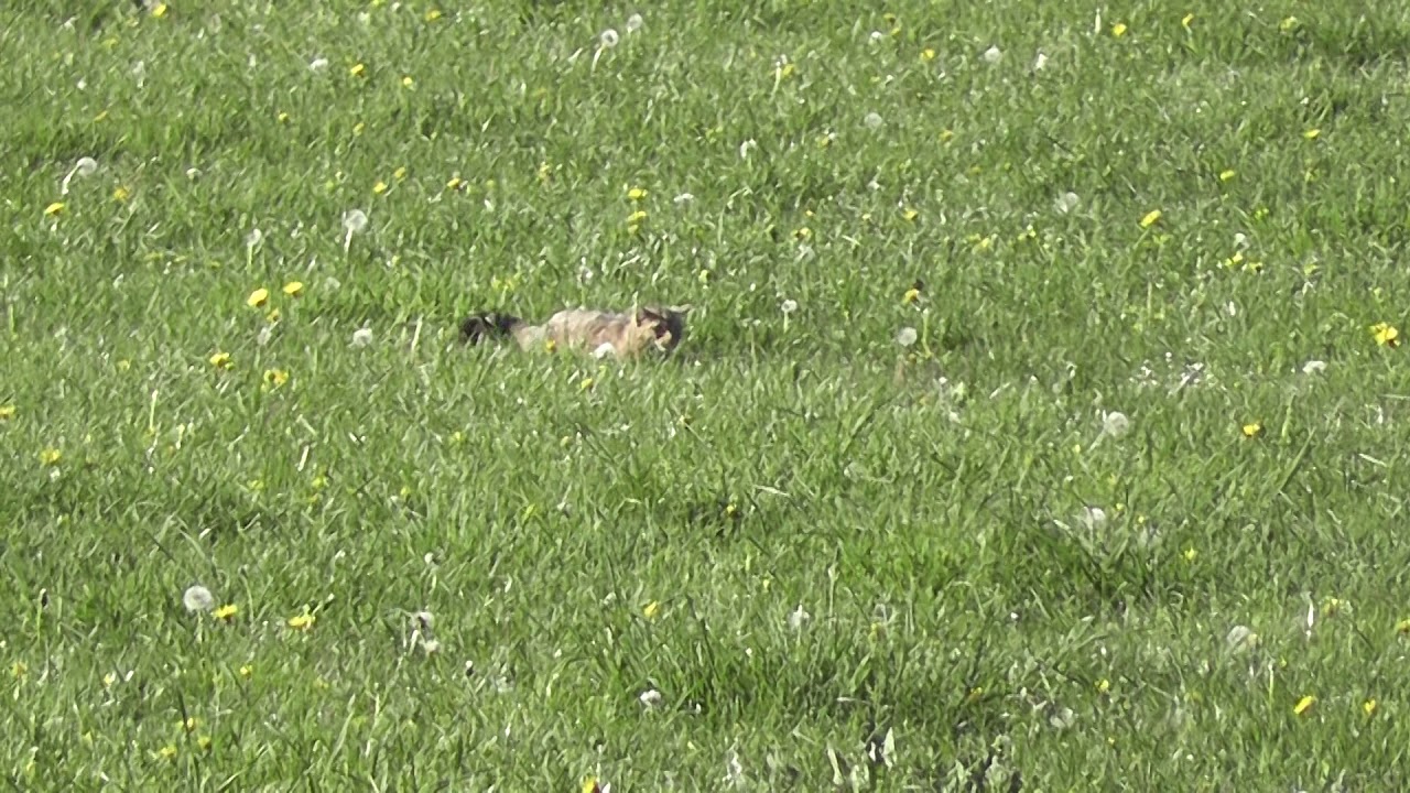 wilde kat (Oostkantons)