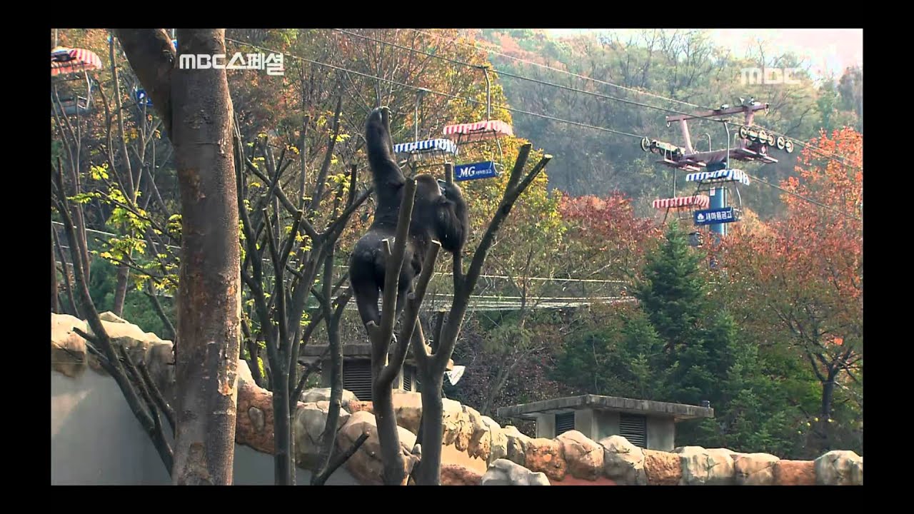The Last Pair of Gorillas in Korea- Primates In the City, #02, 국내 마지막 한 쌍의 고릴라