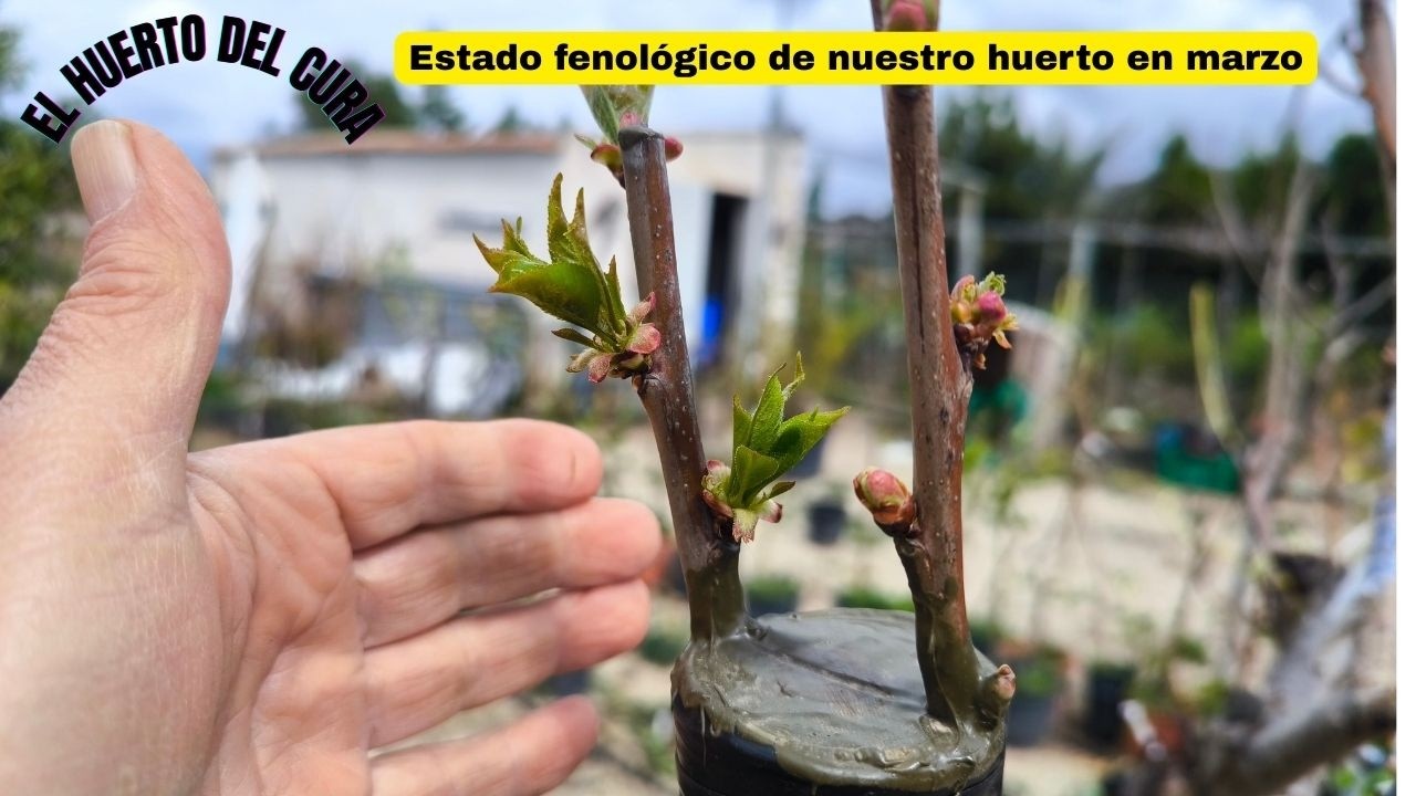Estado fenológico de nuestro huerto en marzo