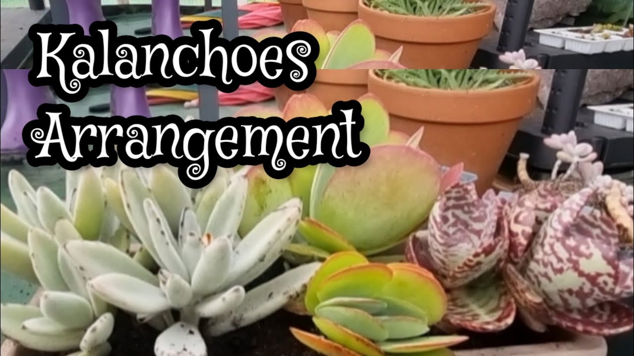 Repotting my Kalanchoes together #kalanchoeplant #kalanchoe #succulentlover #succulents