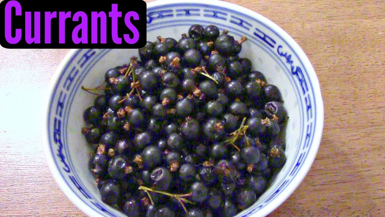 Currant Comparison (black, red and white) - Weird Fruit Explorer Ep. 187