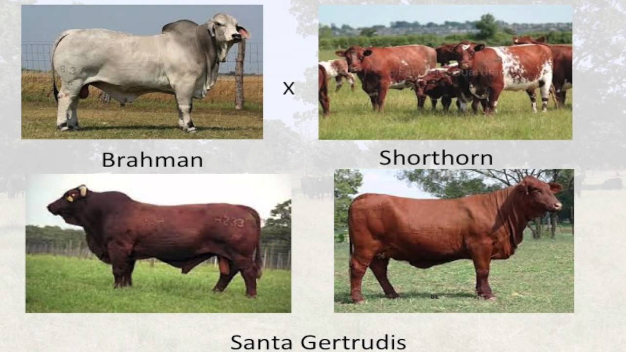 Lecture 4 part 2: Major Bos indicus Breeds in the United States