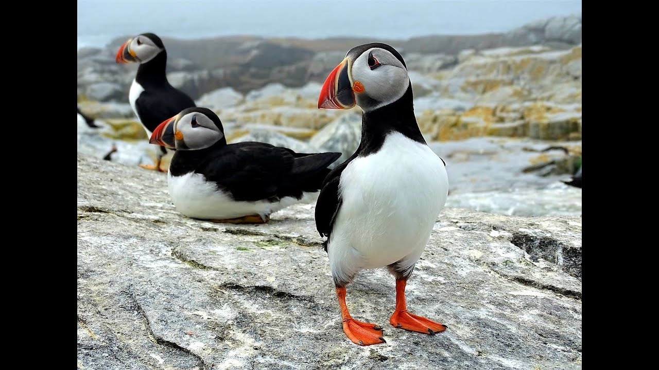Maine Trip Part 2 Machias Seal Island Puffins; Bar Harbor; & Nubble Lighthouse (June)