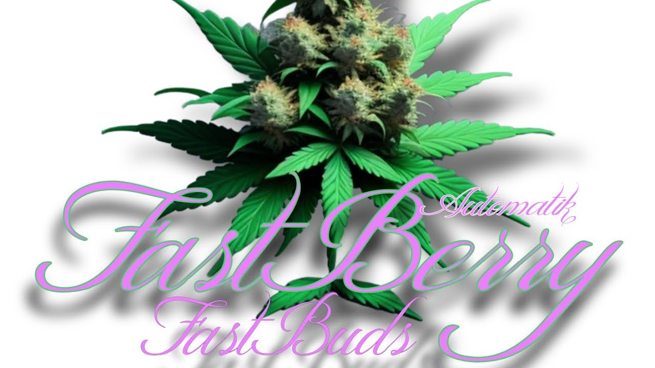 Fast Berry Automatik Fast Buds Timelaps 