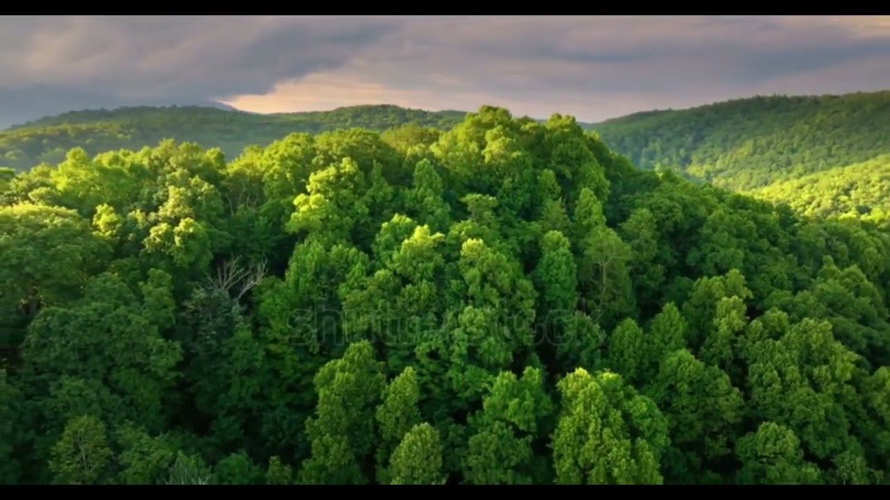 Guided Visualization Treehouse | Calm, Trauma-Informed Relaxation for Anxiety, Stress, & Sleep Aid