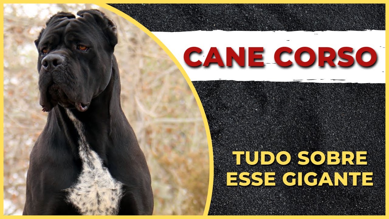 RA&Ccedil;A CANE CORSO - TUDO SOBRE ESSE GIGANTE C&Atilde;O DE GUARDA