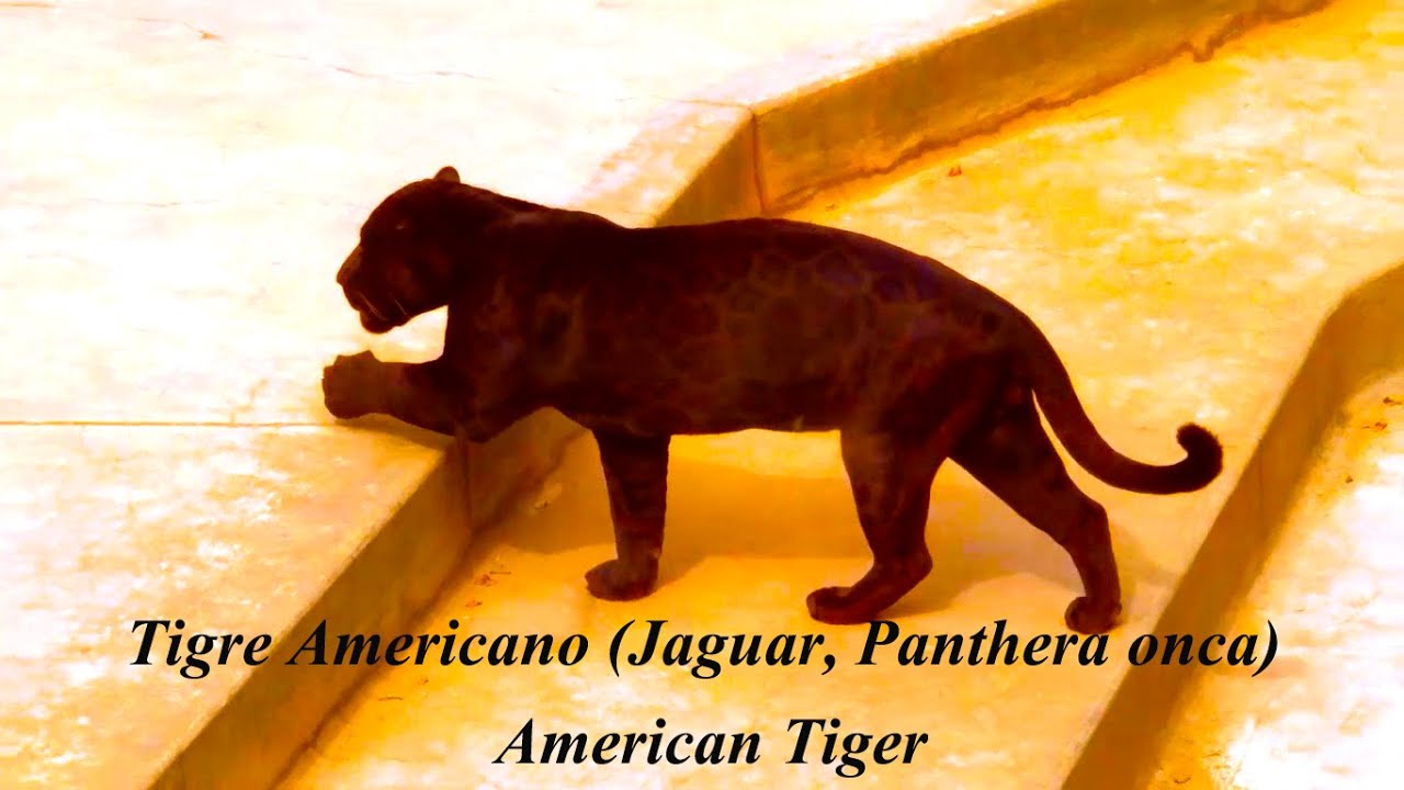 Tigre Americano (Jaguar, Panthera onca) - American Tiger