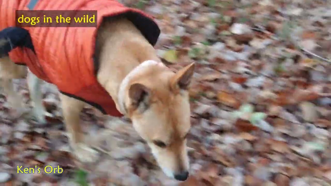 dogs into the wild, Carolina dog, American dingo, Taiwan dog, FMD and Sunny