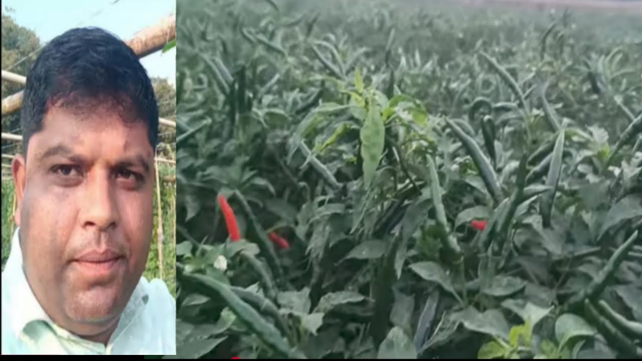  জলকীয়া (suli akashi 10) খেতি। বৰ্তমান সময়ত কৰিলে প্ৰতি বিঘাত কমেও 4 লাখ টকা বিকিব।