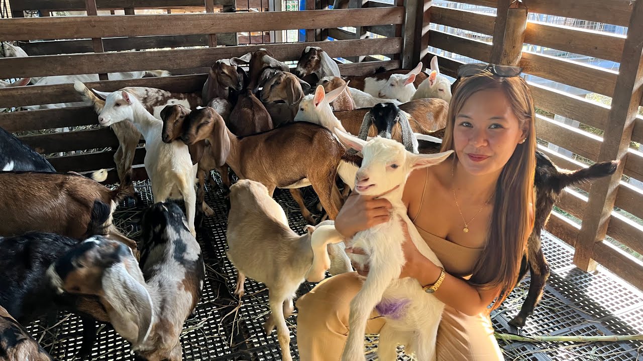 Mga may lahi at Imported na Kambing Nabisita ko 😱😱 Goat Farm