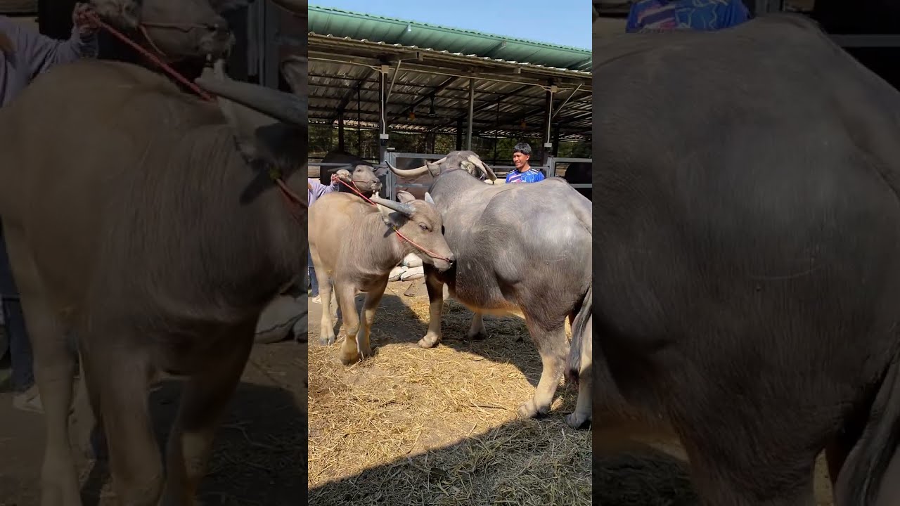 Epพิเศษ แม่ท้องฟ้าประทานลูกคิงคอง 