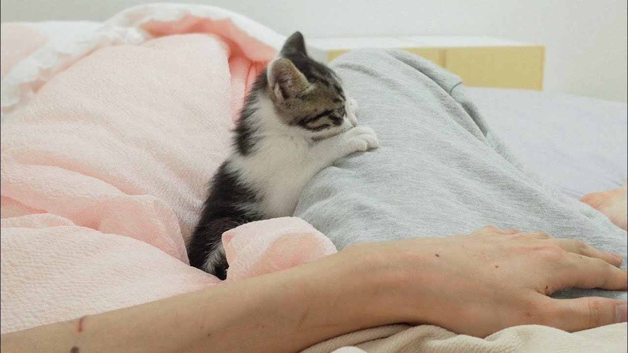 A Baby Kitten's Cute Behavior When They Like Their Owner
