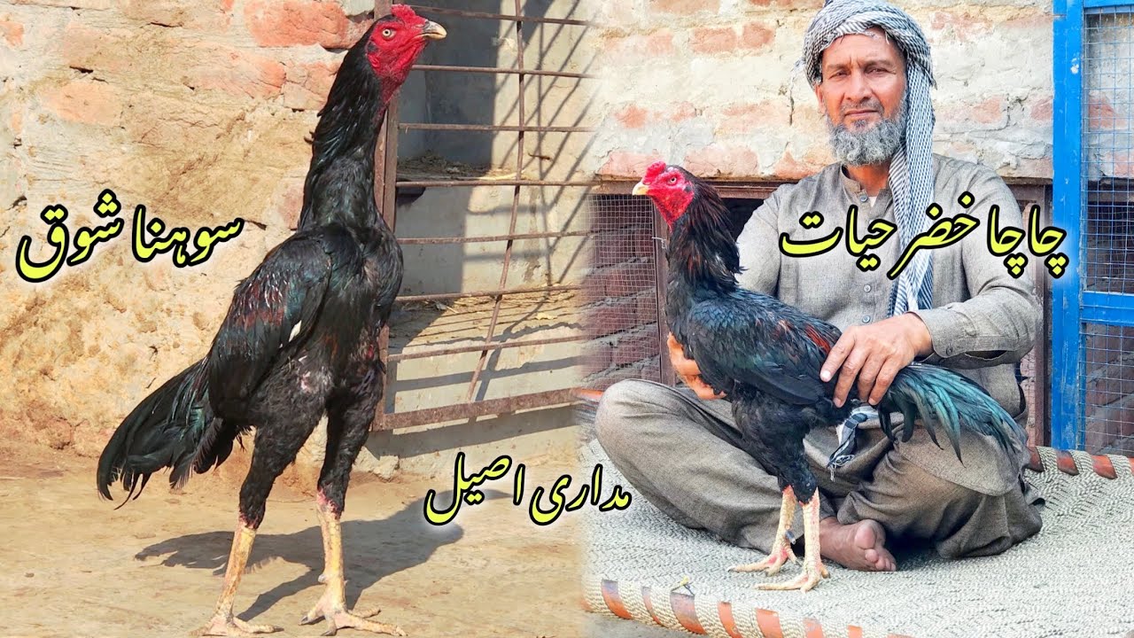 Aseel murga Collection and interview of Muhammad khizar hayat #pets #rooster #aseel