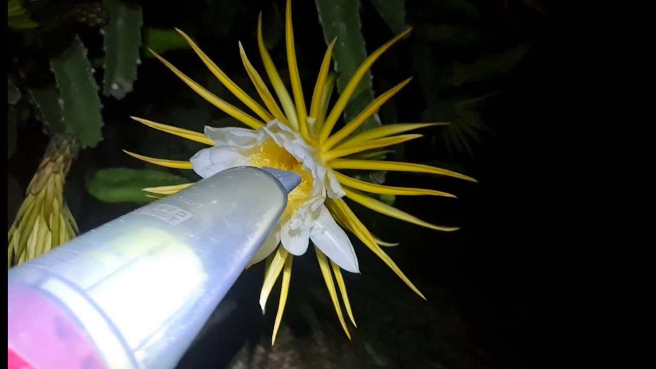 A melhor maneira de coletar e armazenar o pólen da pitaya