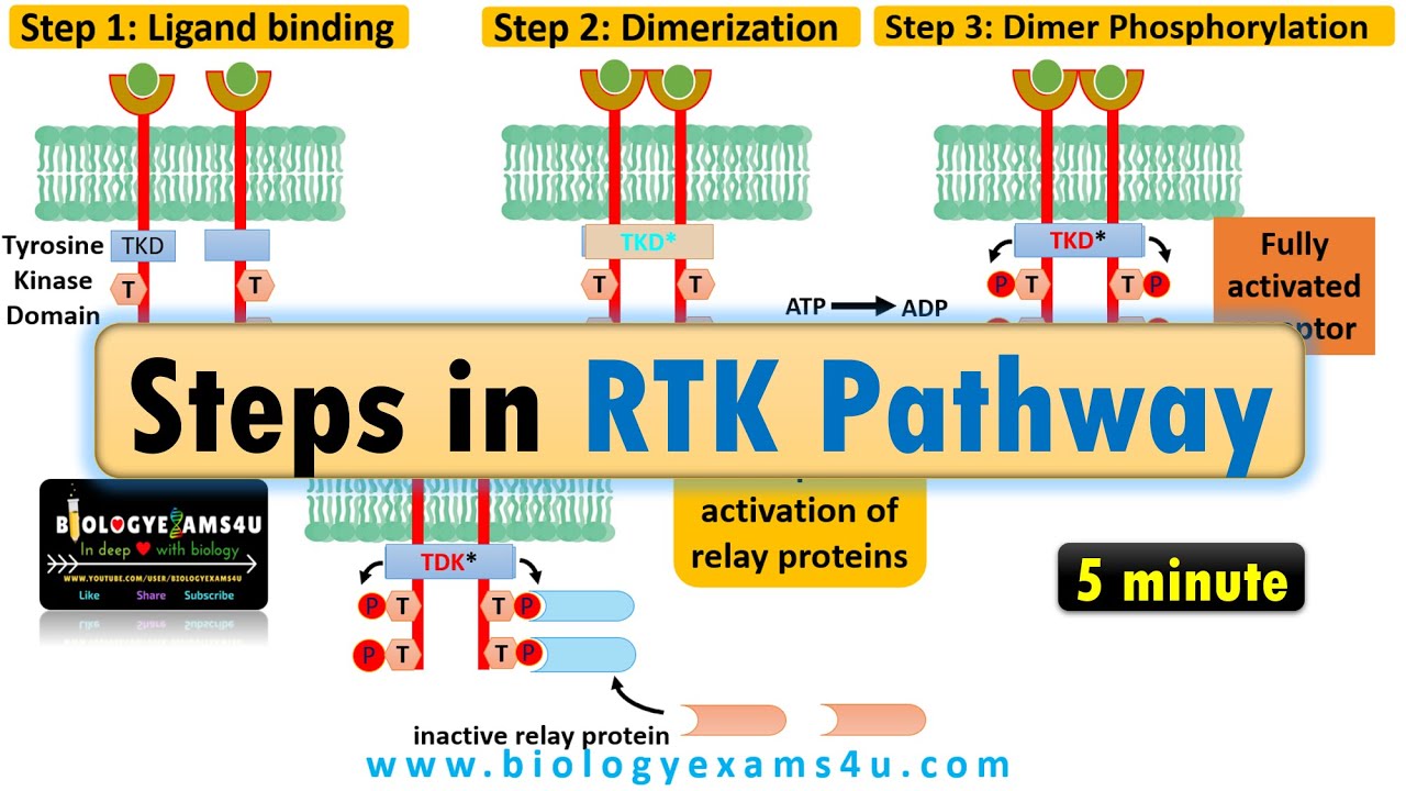 Receptor Tyrosine Kinase pathway|| Steps in RTK signaling pathway