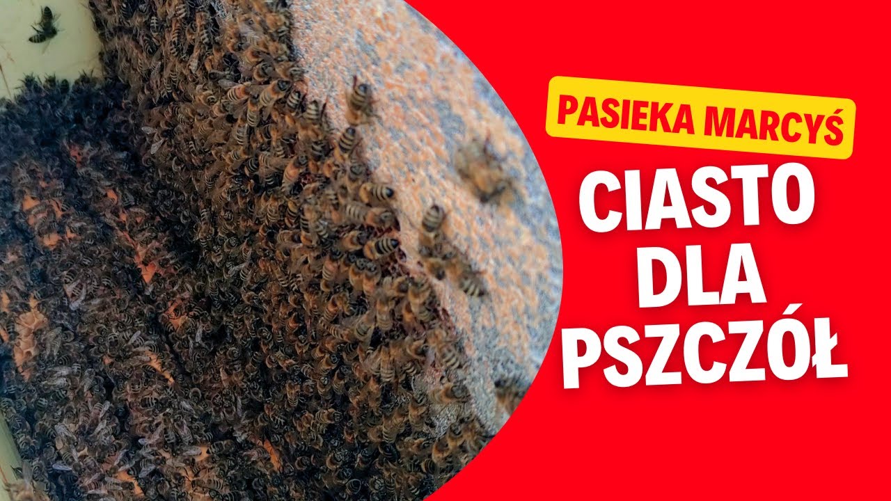Czy to już czas na ciasto dla pszczół? Jakie ciasto wybrać?