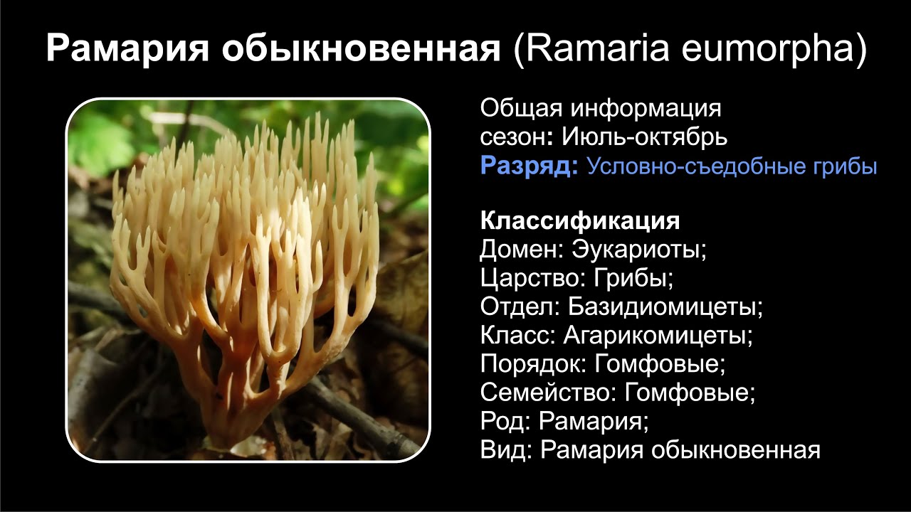 Рамария обыкновенная (Ramaria eumorpha)