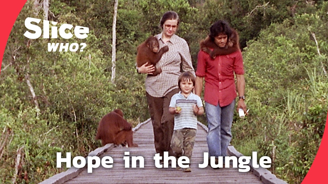 The Woman Who Saved the Orang-utans | FULL DOCUMENTARY |SLICE WHO
