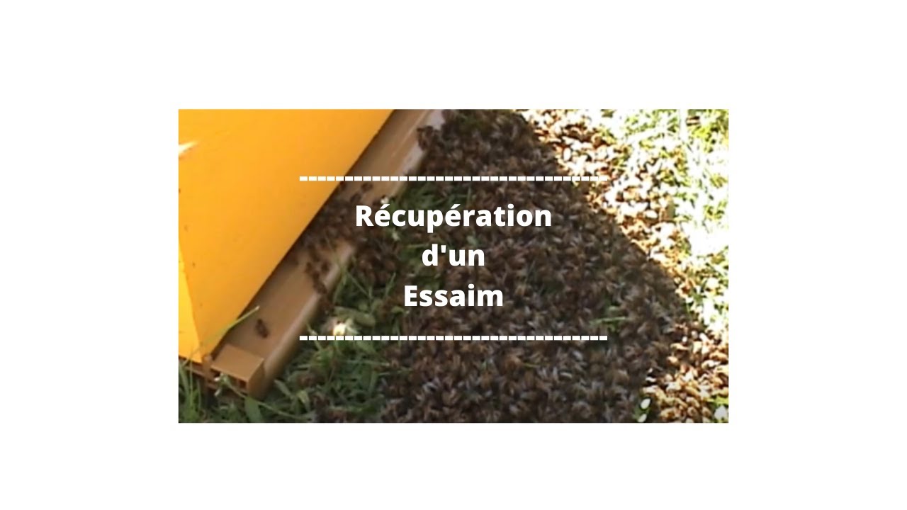 VIDEO 15 : Récupération d'un essaim dans un arbre suite à essaimage