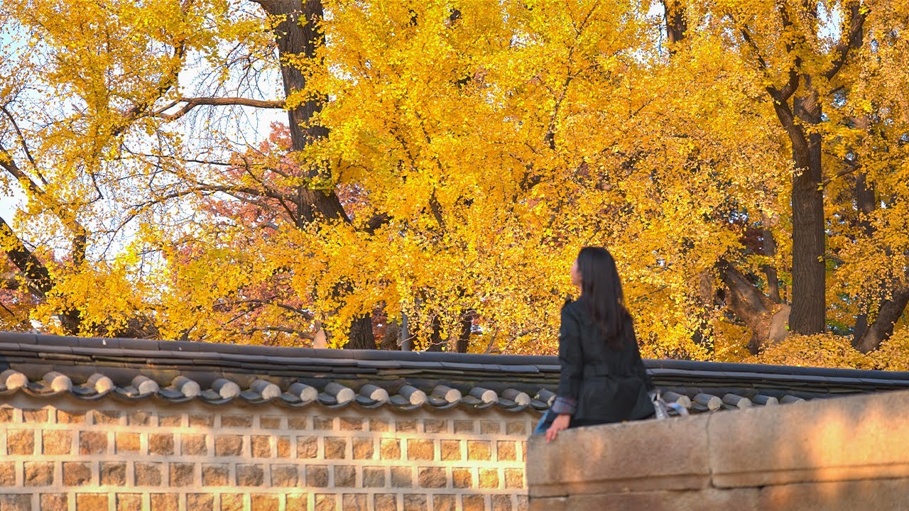 Autumn Scenery of Sungkyunkwan University | Ambience Sounds | Seoul Walking Tour 4K HDR