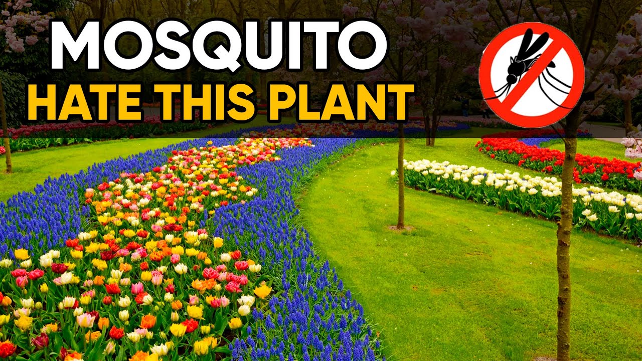 10 Plants That Naturally Keep Mosquitoes Away !