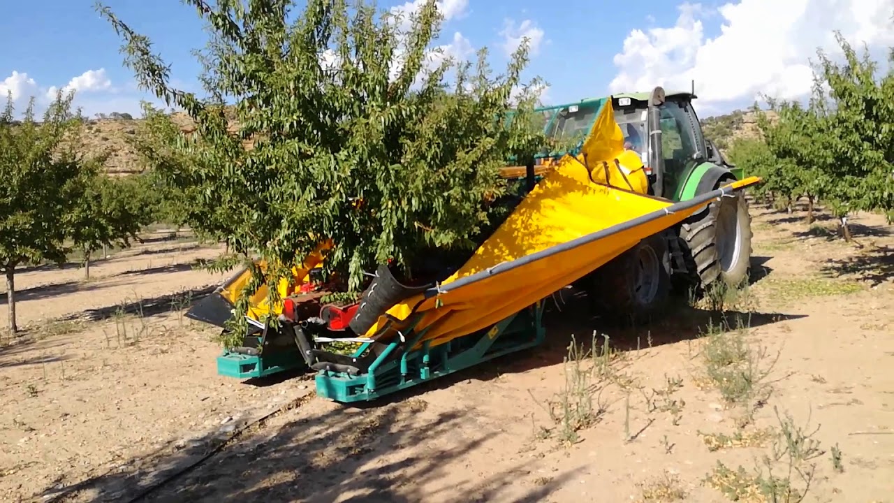 Recogida de almendras con paraguas en Valdealgorfa