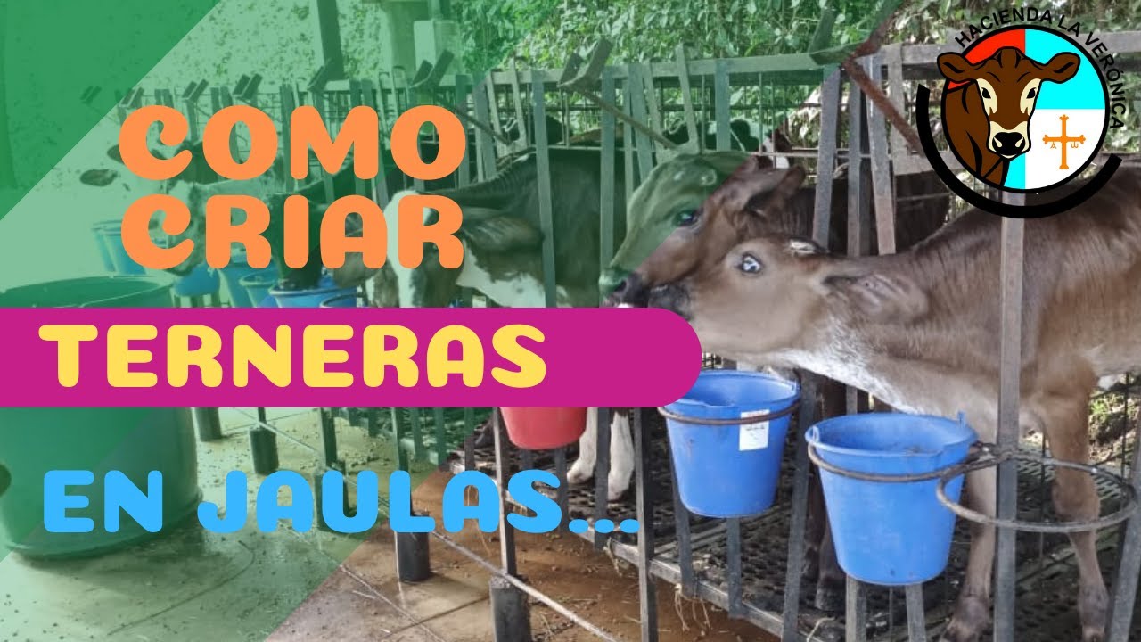COMO CRIAR TERNERAS EN JAULAS?...