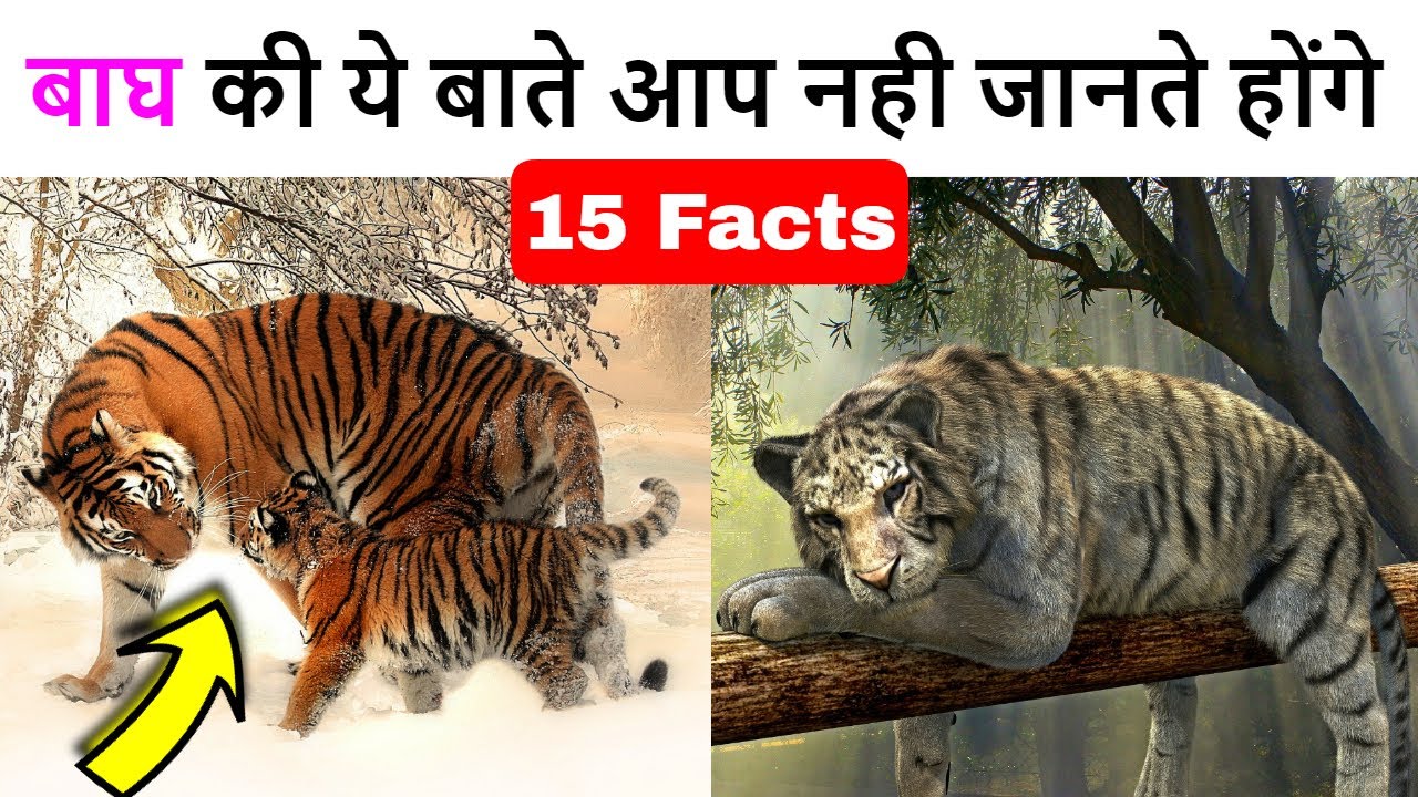 बाघ के बारे मे रोचक बाते |  Facts about Tiger