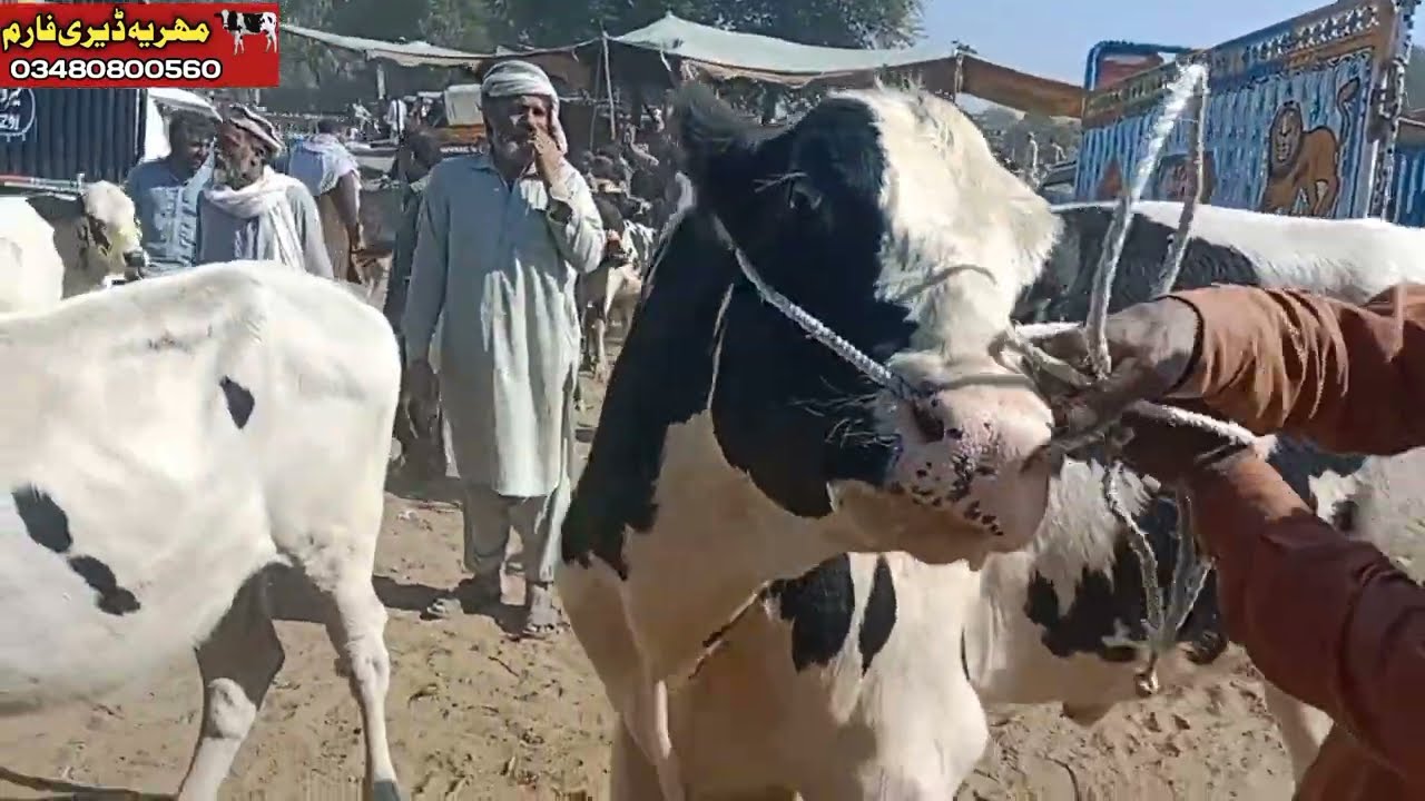Puer Important Brdar far sale||Dictac Layyaha |Mandi Movshi Chok Azam 