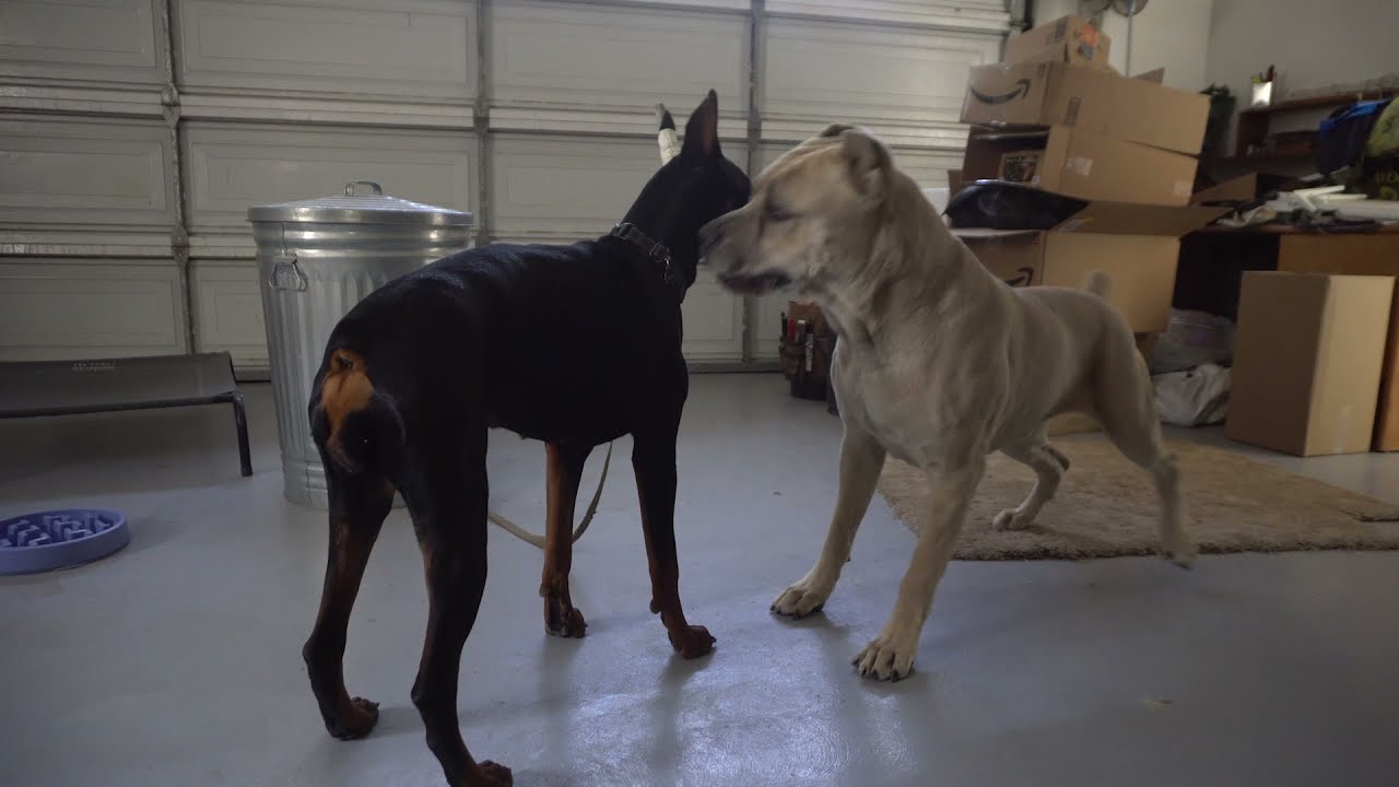 dog goes crazy over female in Heat