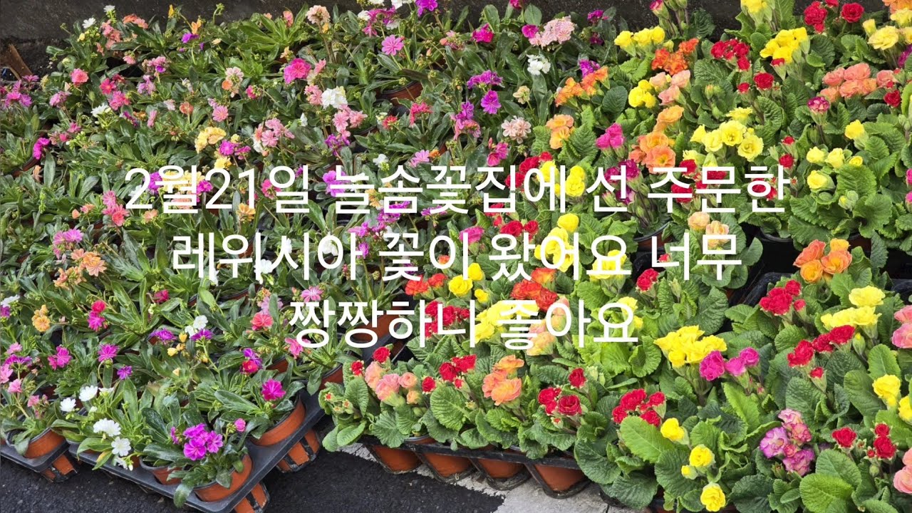 2월21일 늘솜꽃집에 택배됩니다 010.9995.6346 레위시아 장미앵초가 많이왔어요 구경하러오세요 