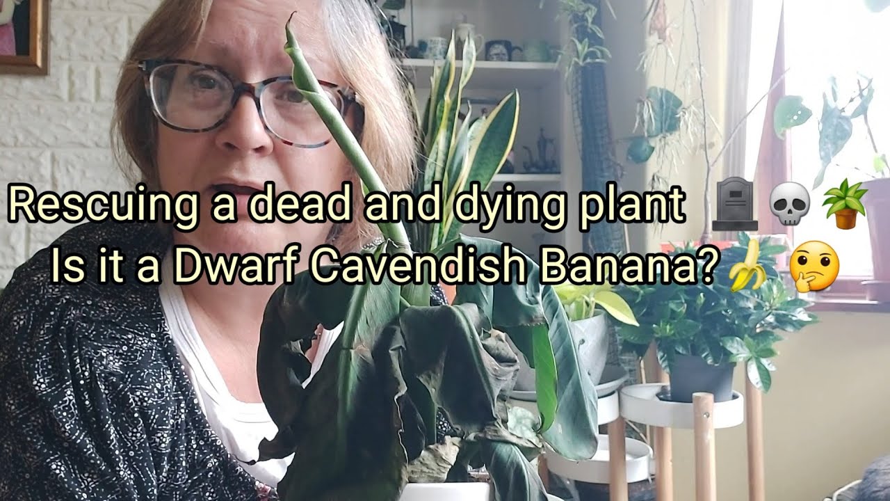 Rescuing a dead and dying plant.  🪴 🍂 Is it a Dwarf Cavendish Banana? 🍌 🤔