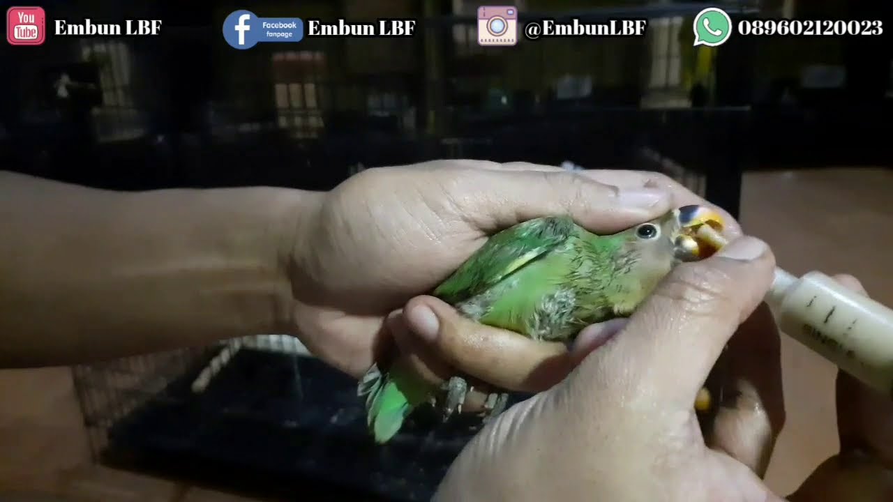 100% BERHASIL DAN TIDAK DIMUNTAHKAN, Tutorial Cara Meloloh & Spet Burung Lovebird Dewasa dan Anakan