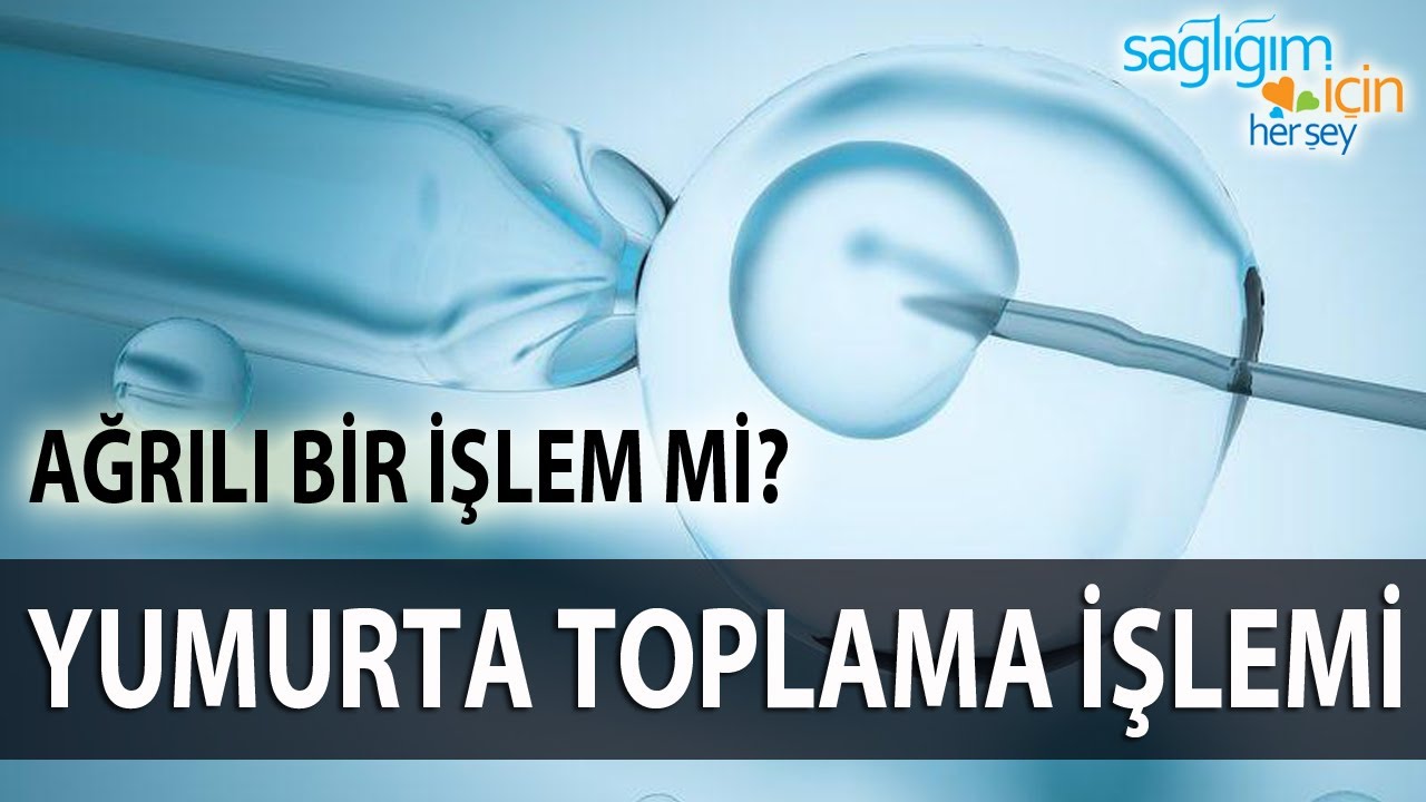 Yumurta Toplama Ağrılı Bir İşlem midir?
