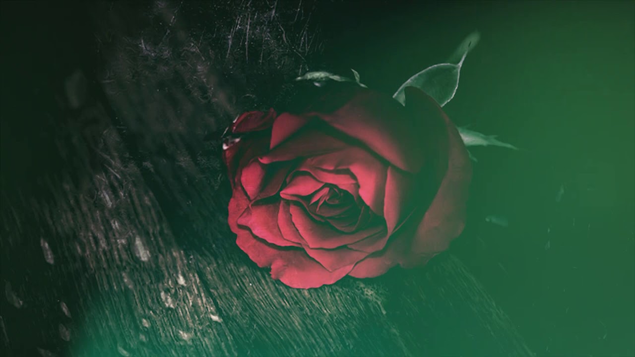 Enrasta   Маленькая панда