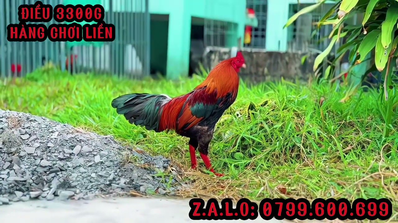 TG - Trần Cường. #top3 Hàng Chơi Liền (Mùng 7). ALO 0799.600.699