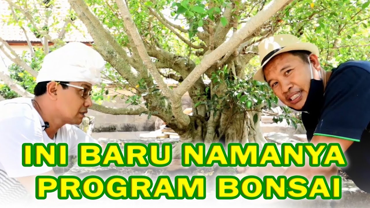 BONSAI PROGRAM SUPER JUMBO  ( Koleksi Pak Nyoman Oka )