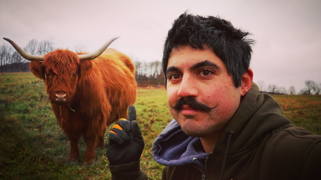 WHY HOMESTEADERS LOVE These COWS?
